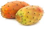 Opuntia